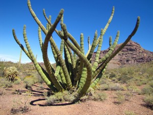 organ pipe